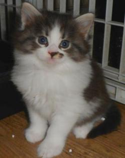 Zwei süsse MAINE-COON-Babies