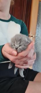 Reinrassige BKH Kitten suchen liebevolles Zuhause