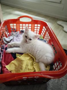 Maine Coon /BLH Katerchen Archie sucht ab 01. 08. 23 sein Zuhause