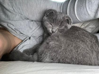 BKH Kitten abzugeben