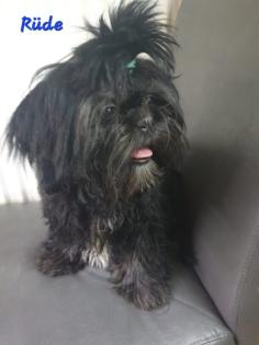 Shih Tzu-Pekingnese Welpe LETZTER RÜDE