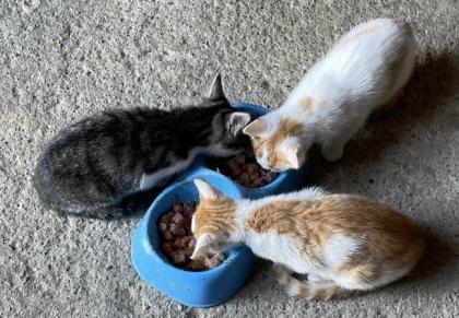 5 süße Katzenbabys abzugeben