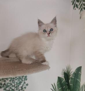 Neva masquarade Sibirische Waldkatze kitten