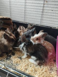 Reinrassige löwenkopfkaninchen Babys