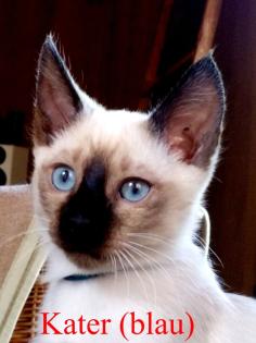 Siamkitten - Old Style Siamese Wichien-Maat