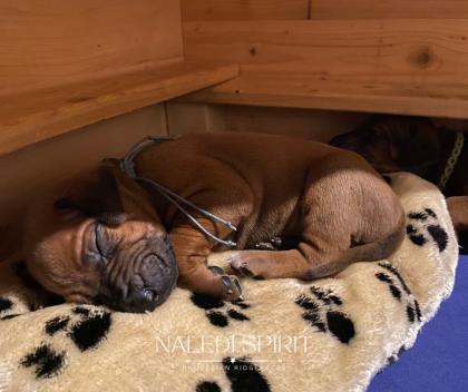 Wunderschöne red wheaten und dark red wheaten Rhodesian Ridgeback Welpen