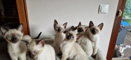 Kitten Süße Thai - Kitten alter Typ