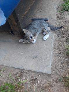 Katzenwelpen Kitten Kätzchen