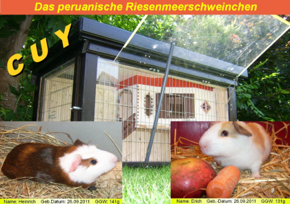 Peruanische Riesenmeerschweinchen CUY