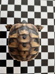 Landschildkröten 2022