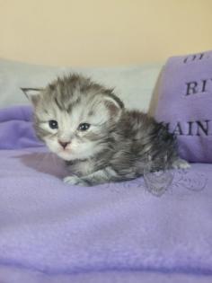 Wundervolle Maine Coon Kitten