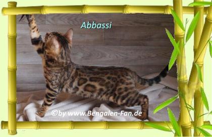 Bengal Kater Abbassi immer gut gelaunt fröhlich und lieb