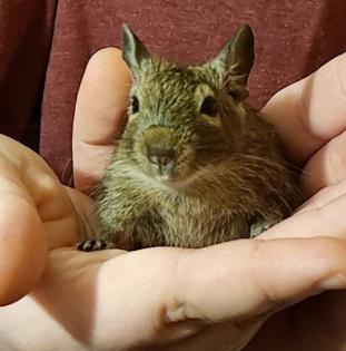 Degu Jungtiere abzugeben