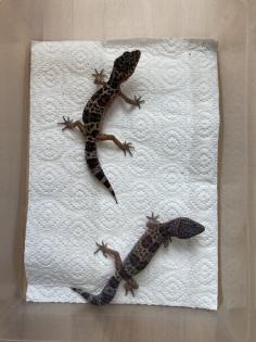 Leopardgecko NZ 22