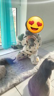 Britisch kurzhaar Kitten