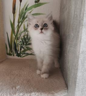 Neva masquarade Sibirische Waldkatze kitten