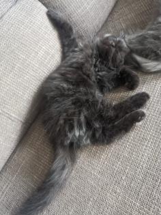 Chinchilla Perser Katze