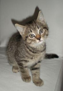 Kätzchen kleiner Kater Albert sucht neue Katzenbesitzer
