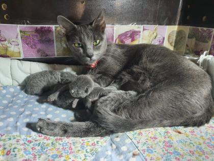 Russisch blau Kitten Kater ab Mitte Juni zur Abgabe