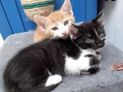 Hope - sucht dringend ein Zuhause aus dem Tierschutz / gechipt geimpft