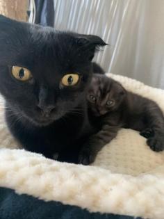 Scottish Fold/Perser Kitten