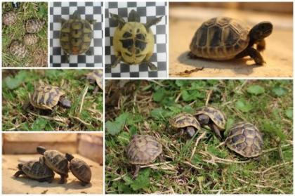 Griechische Landschildkröten Nachzuchten 2022 Gratis Informationsmappe Sepia