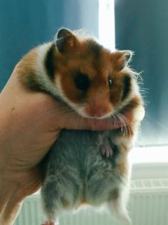 Reinrassige teddyhamsterbabys