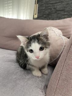 Katzenbaby Weiblich