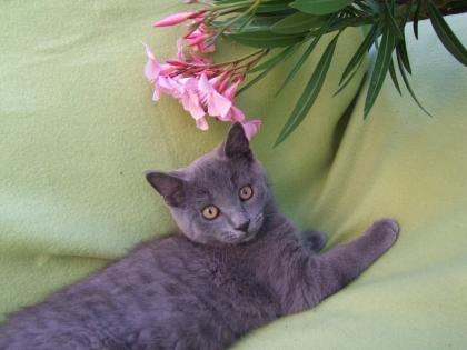 Süße kleine Kätzchen / Kitten / Katzenbabys