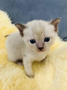 Reinrassige Burma Kitten
