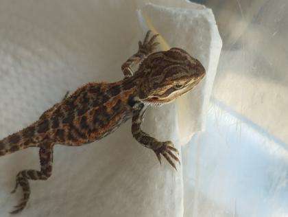 Bartagame Babys brauchen schnell ein neues Zuhause