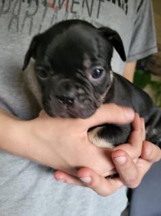 Französische Bulldoggen Baby s
