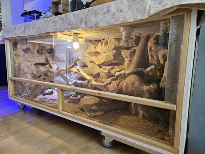 4 Leopardgeckos mit Terrarium