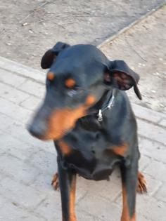 2 Dobermann Mädchen