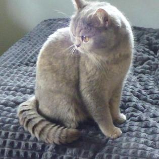Reinrassige süße Britisch-Kurzhaar Kitten warten auf Dich