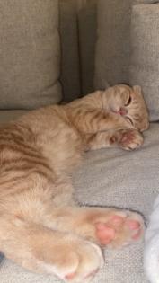 BKH Mischling Kater 2 Jahre