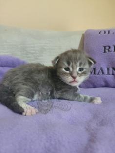 Wundervolle Maine Coon Kitten