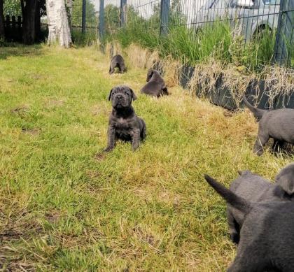 Tolle Cane Corso Welpen blueliner