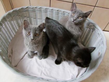 Süße kleine Kätzchen / Kitten / Katzenbabys