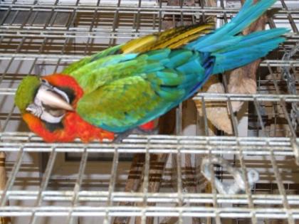 Ara Harlekin jung und wunderschön zu verkaufen