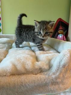 Reinrassige BKH Kitten
