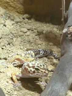 Leopard Geckos abzugeben