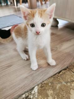 Katzenbabys Kitten abzugeben