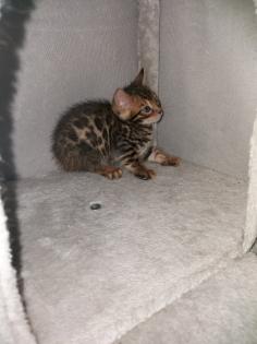 Bengalkitten suchen neues Zuhause