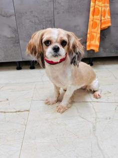 Zhu Zhu - Shih Tzu Mischling lieb verträglich