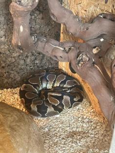 Königspython python regius