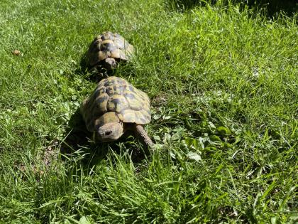 Zwei männliche griechische Landschildkröten abzugeben