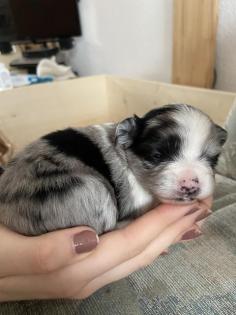 Pomchi Welpen