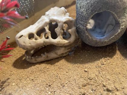Leopardgecko Gruppe 8 Tiere mit Terrarium