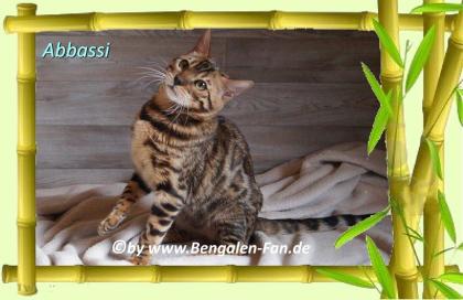 Bengal Kater Abbassi immer gut gelaunt fröhlich und lieb